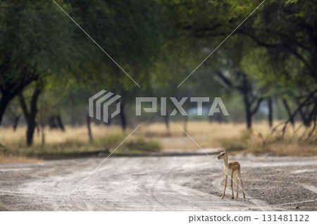 wild female blackbuck or antilope cervicapra or indian antelope fawn or baby at tal chhapar churu rajasthan india asia blackbuck standing on scenic forest track or road in natural green grassland wild female blackbuck or antilope cervicapra or indian antelope fawn or baby at tal chhapar churu rajasthan india asia blackbuck standing on scenic forest track or road in natural green grassland 131481122