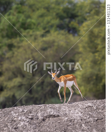 wild male blackbuck or antilope cervicapra or indian antelope fawn or baby at Blackbuck National Park Velavadar bhavnagar gujrat india asia blackbuck walking in natural green grassland wild male blackbuck or antilope cervicapra or indian antelope fawn or baby at Blackbuck National Park Velavadar bhavnagar gujrat india asia blackbuck walking in natural green grassland 131481123