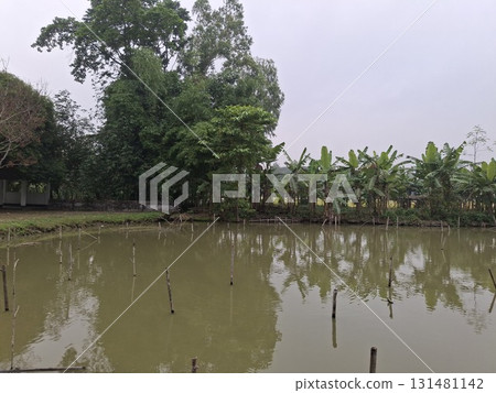 A calm, murky pond reflects lush green trees and banana plants under an overcast sky in a tropical landscape 131481142