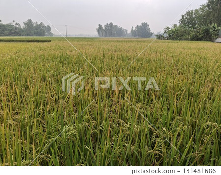 A vast, sun-drenched wheat field stretches towards a hazy horizon, promising a bountiful harvest A vast, sun-drenched wheat field stretches towards a hazy horizon, promising a bountiful harvest 131481686