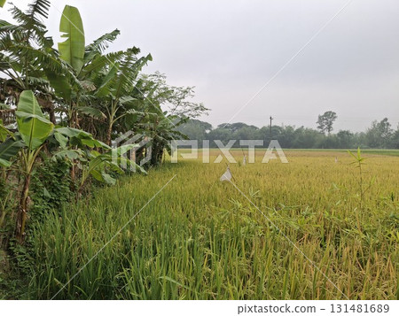 Lush green banana trees border a vast, golden rice paddy under a cloudy sky in a rural landscape 131481689