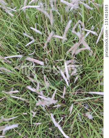 Close-up overhead view of green grass with delicate white seed heads scattered across the surface 131481693