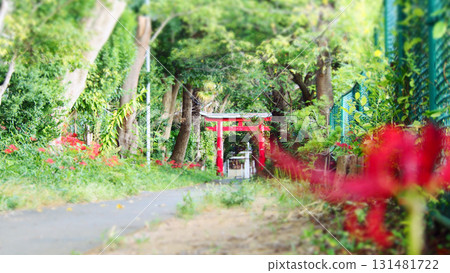 The approach to the shrine where cluster amaryllis blooms The approach to the shrine where cluster amaryllis blooms 131481722