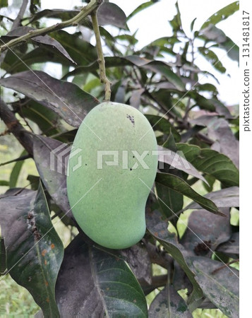 A single, unripe green mango hangs from a branch amidst lush, dark green leaves on a tree 131481817