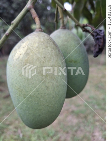 Two unripe green mangoes hang from a tree branch, showcasing their textured skin and natural growth Two unripe green mangoes hang from a tree branch, showcasing their textured skin and natural growth 131481818