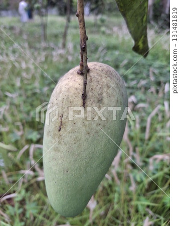 A single, unripe green mango hangs from a thin branch against a blurred background 131481819