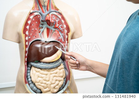 Student teenage learning anatomy biology with human body model in classroom at high school. 131481940