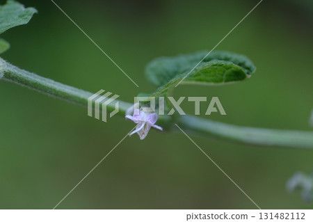 hollyhock flower 131482112