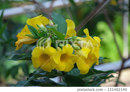 Allamanda flowers Allamanda flowers 131482140