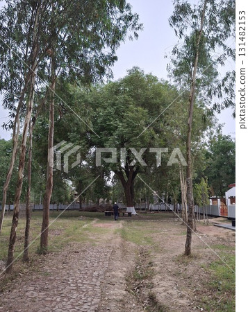 A serene, natural landscape featuring a clearing surrounded by lush green trees and tall eucalyptus saplings 131482153