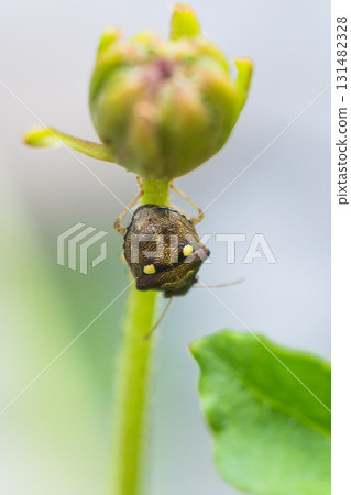 椿象 椿象 131482328