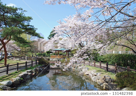 松丘公園的櫻花 131482398