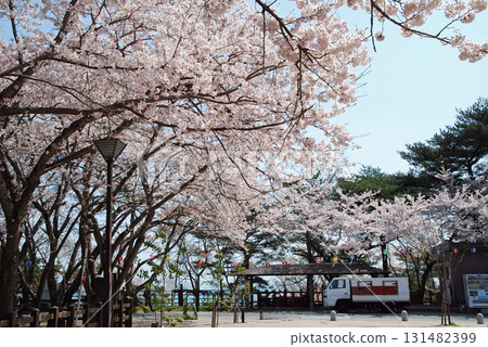 那古曾關遺址的櫻花 131482399