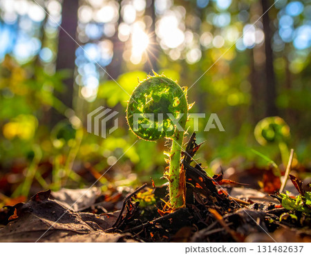 cannabis in a forest 131482637