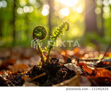 sprout growing in the forest 131482638