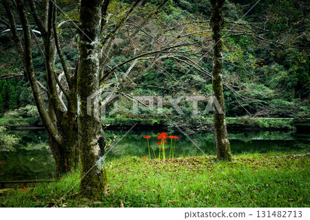 Cluster amaryllis reflected in the pond 131482713