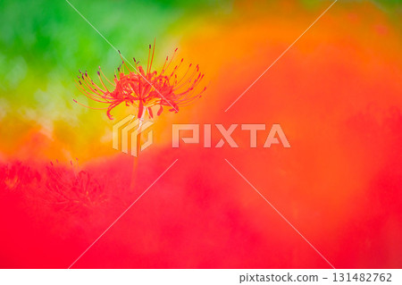 一隻紅蜘蛛百合 131482762