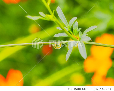 波斯菊樹枝上的水滴 波斯菊樹枝上的水滴 131482784