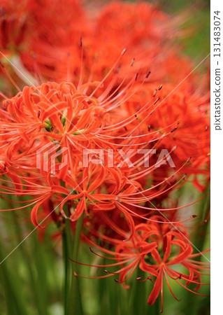秋天盛開的紅蜘蛛百合 秋天盛開的紅蜘蛛百合 131483074