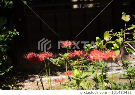 Temple red spider lilies Temple red spider lilies 131483481