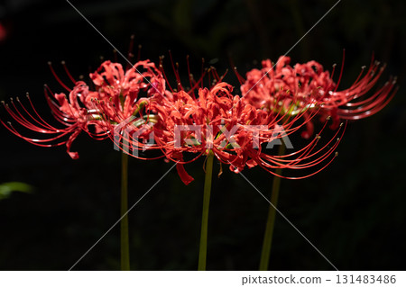 寺廟紅花 131483486