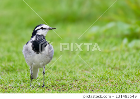 A white wagtail walking on the grass by the river 131483549