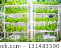 Hydroponic vegetable farming 131483590