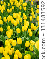 Colorful tulip background image 131483592