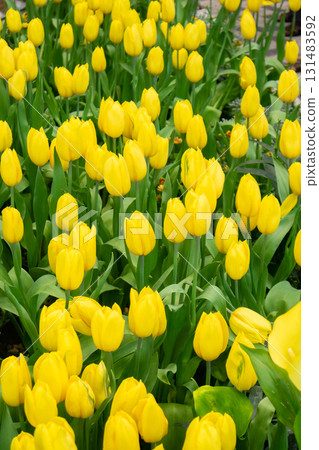 Colorful tulip background image Colorful tulip background image 131483592