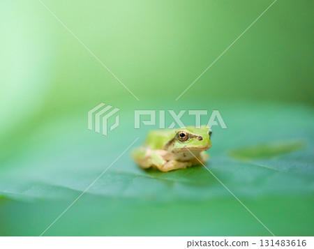 A cute little tree frog on a leaf 131483616