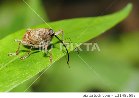 A kind of weevil A kind of weevil 131483692