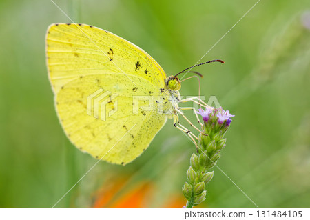 Flightless bear sucking flower nectar 131484105