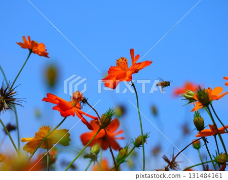 Cosmos shining in the blue sky 131484161