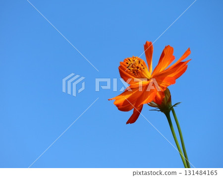 橙色的秋櫻花在藍天下閃耀 131484165