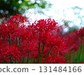 紅蜘蛛百合 131484166