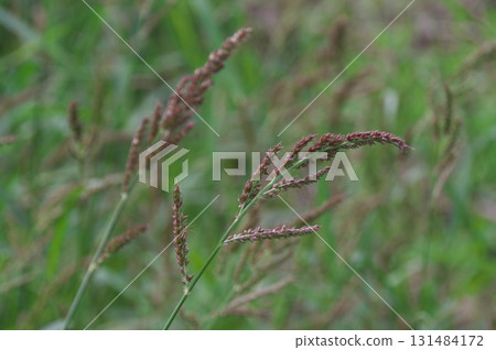 Barnyardgrass 131484172
