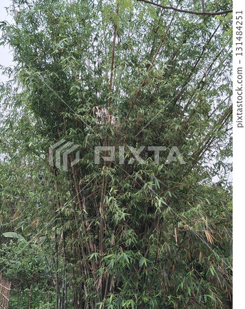 Dense bamboo grove with lush green foliage and tall stalks, creating a natural, verdant screen Dense bamboo grove with lush green foliage and tall stalks, creating a natural, verdant screen 131484251