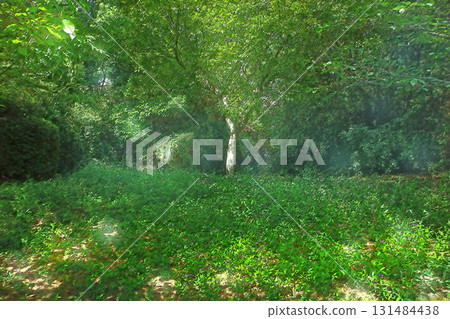 Sunlight filtering through the trees on the Hiraiso Green Trail [horizontal composition] 131484438