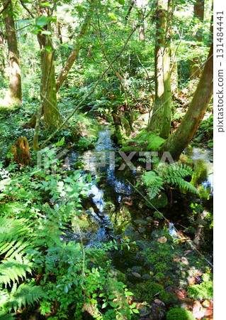【入善町、國家指定天然紀念物「杉氫すす」的泉源溪流】 131484441