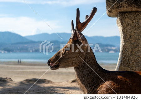 Wild deer resting by stone lantern on Miyajima beach, Japan Wild deer resting by stone lantern on Miyajima beach, Japan 131484926