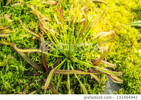 Drosera carnivorous plant in Singapore Botanic Gardens Drosera carnivorous plant in Singapore Botanic Gardens 131484942