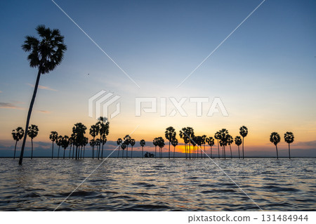 Borassus palms at sunset on Lake Tempe, Sulawesi, Indonesia 131484944