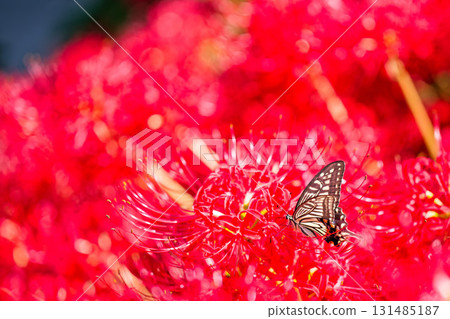 一隻燕尾蝶靠近一朵紅蜘蛛百合 一隻燕尾蝶靠近一朵紅蜘蛛百合 131485187