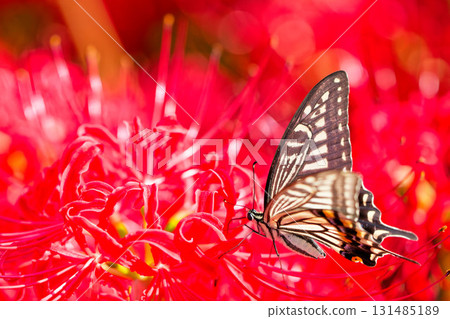 A swallowtail butterfly sucking nectar from a red spider lily A swallowtail butterfly sucking nectar from a red spider lily 131485189