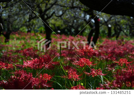 Fuchu City Local Forest Museum - Cluster amaryllis 131485251