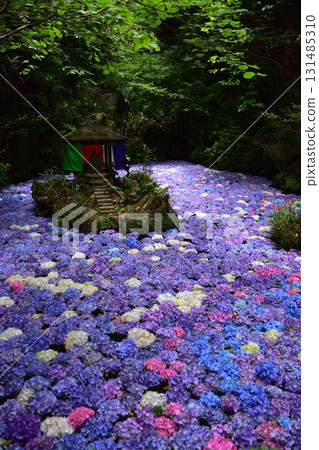 南藏院的紫陽花池 131485310