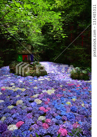 Nanzoin Temple's Hydrangea Pond Nanzoin Temple's Hydrangea Pond 131485311