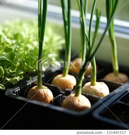 Growing greenery on the windowsill Growing greenery on the windowsill 131485317