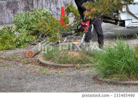 公園樹木管理:砍伐後倒角樹樁 公園樹木管理:砍伐後倒角樹樁 131485490