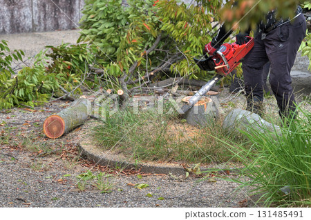 Park tree management: Chamfering stumps after felling Park tree management: Chamfering stumps after felling 131485491